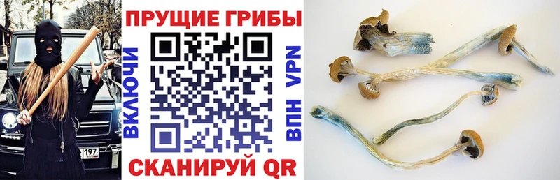 Купить закладки  Донской  Галлюциногенные грибы Psilocybe 
